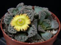 Thumbnail of 1970_Titanopsis calcarea_20160419_02(1).JPG